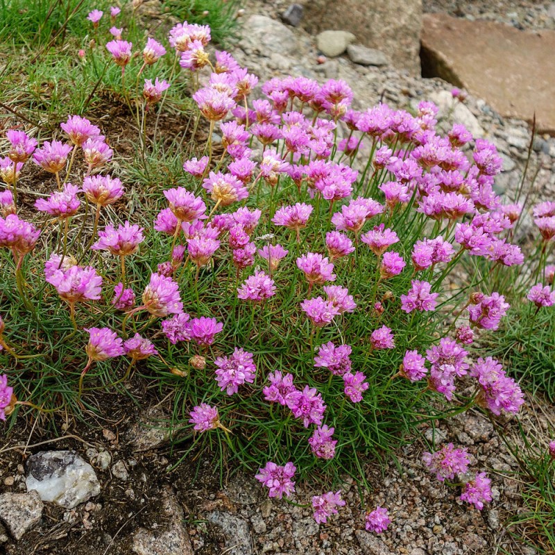 Sea thrift - Seeds