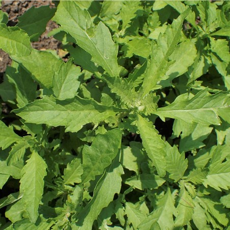 Mexican tea, Green - 1 plant