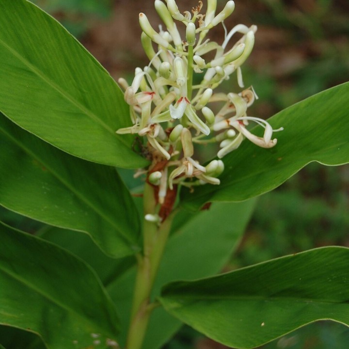 Galangal plants (Alpinia galanga plants) | Rare plants online