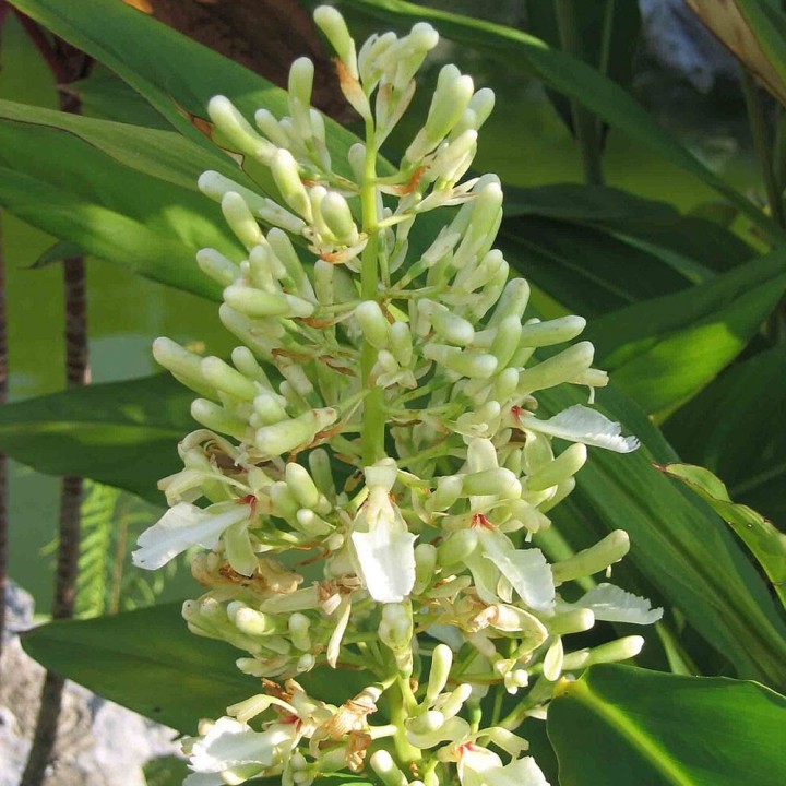 Galangal plants (Alpinia galanga plants) | Rare plants online