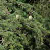 Cedrus deodara seeds