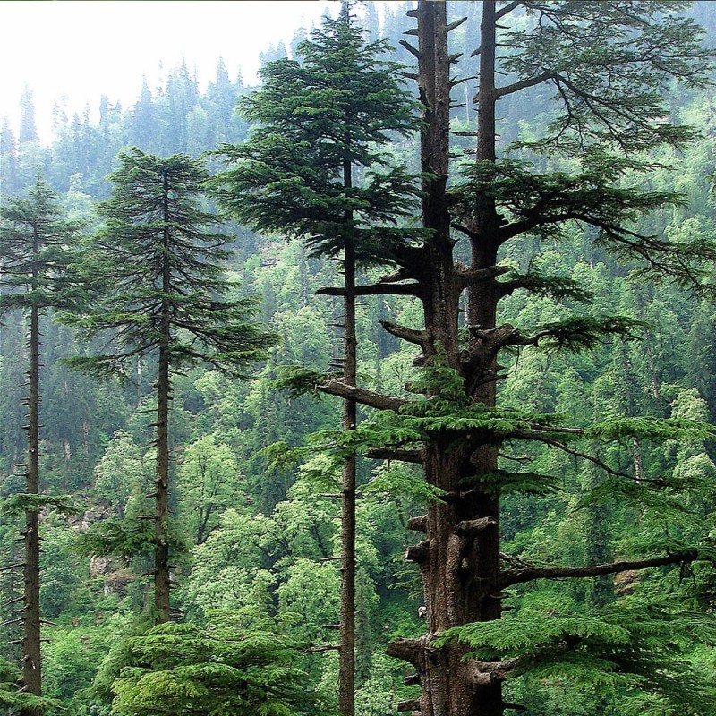 Himalayan cedar - seeds