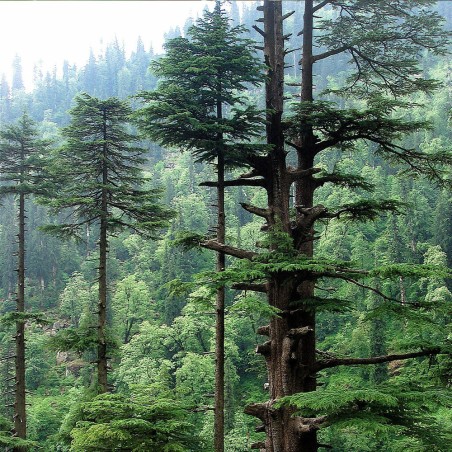 Himalayan cedar - seeds