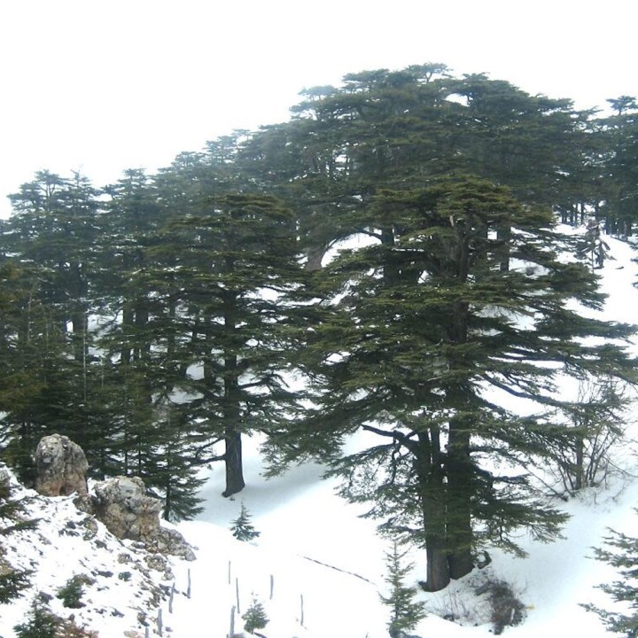 Cedar of Lebanon seeds (Cedrus libani seeds) | Rare trees