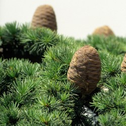 Cedrus libani seeds