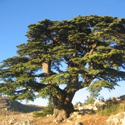 Cedar of Lebanon - seeds