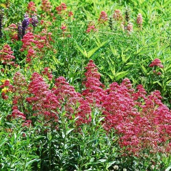 Centranthus ruber coccineus seeds