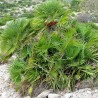 Chamaerops humilis seeds