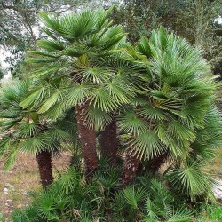 Dwarf Fan Palm - 6 seeds