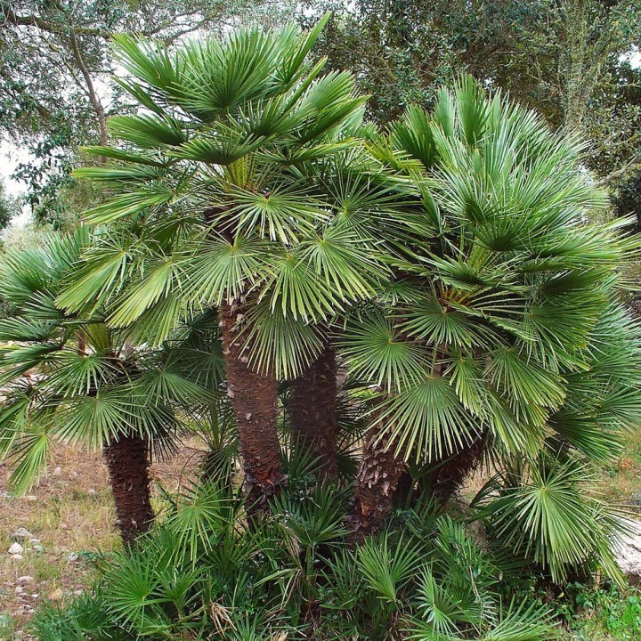 Dwarf Fan Palm seeds (Chamaerops humulis seeds) | Palm seeds