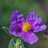 Cistus crispus seeds