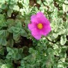 Curled-leaved rockrose - seeds