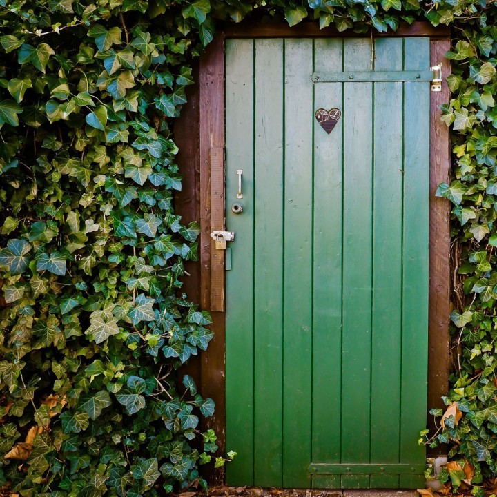 English ivy seeds (Hedera helix) | AmongSeeds