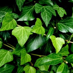 English ivy - seeds
