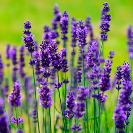 Lavender - Plant