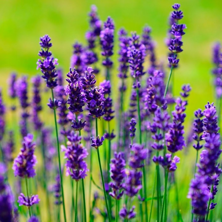 Lavender - Plant