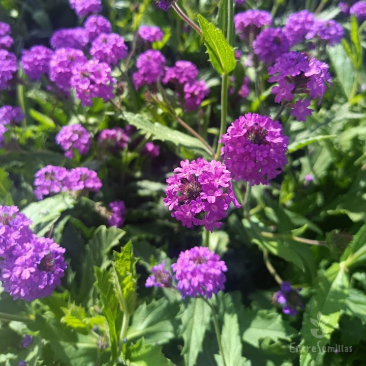 Verbena rigida plants | Online plants