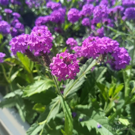 Verbena rigida - 1 plant