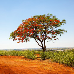 delonix regia semillas arbol flores rojas plant