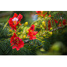 delonix regia semillas arbol flores rojas plant