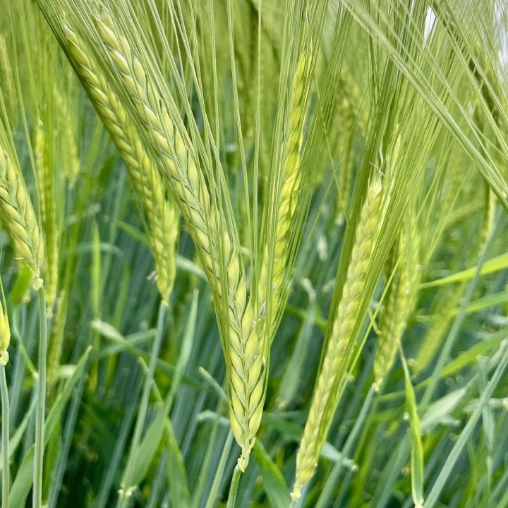Barley seeds (Hordeum vulgare) | Online seeds