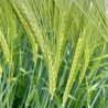 Barley - Seeds