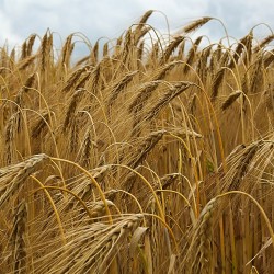 Hordeum vulgare seeds