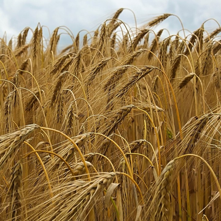 Hordeum vulgare seeds
