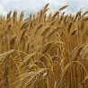 Hordeum vulgare seeds