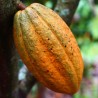 Cocoa - 1 plant