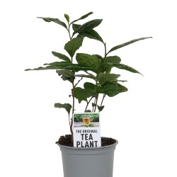 tea tree plant
