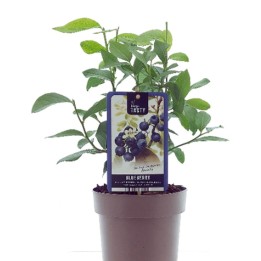 Blue blueberry - 1 plant