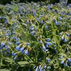 Symphytum officinale plant