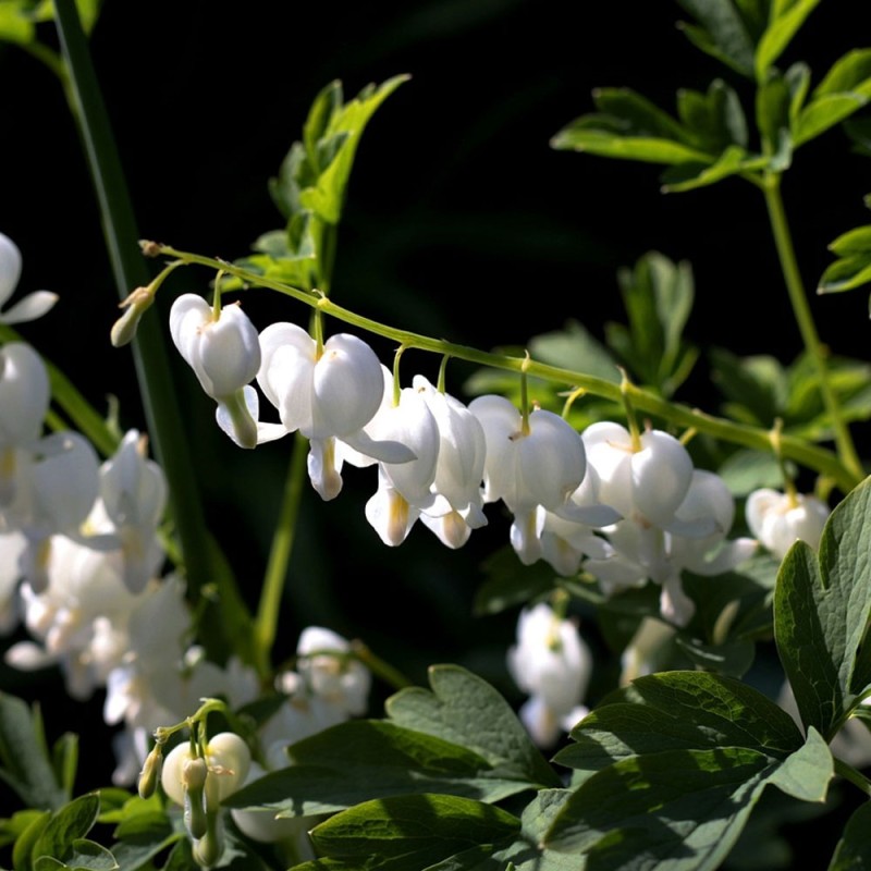 Dicentra spectabilis Alba plant