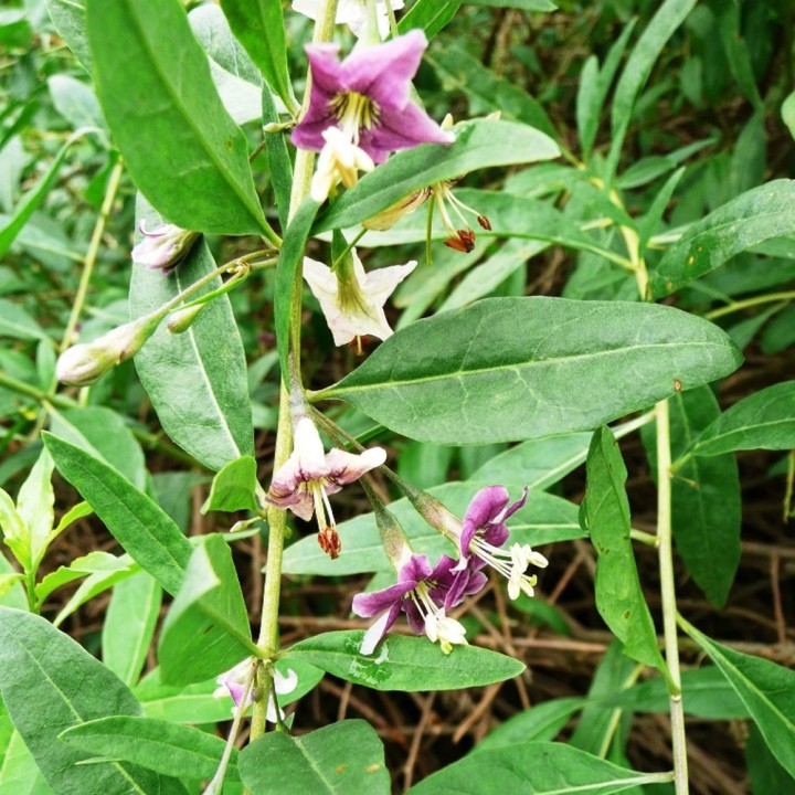 Goji - 1 plant