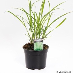 Lemongrass - 1 plant