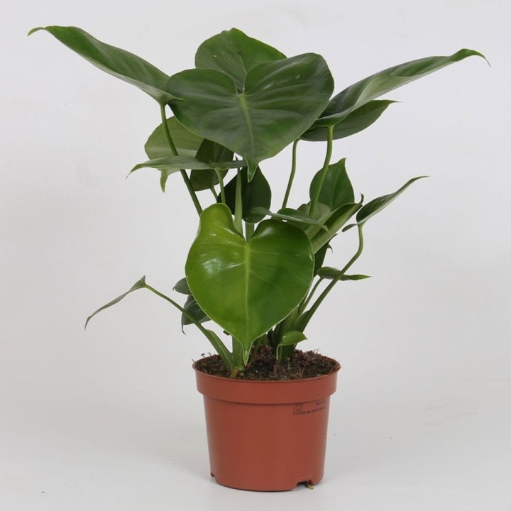 Monstera deliciosa - Plant
