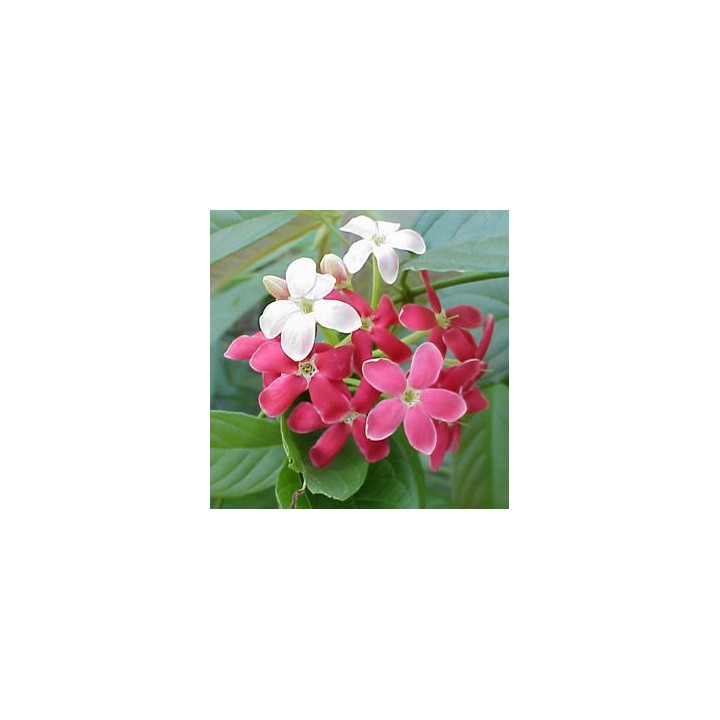 Quisqualis seeds