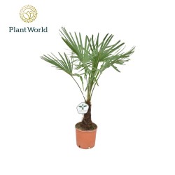 Trachycarpus fortunei - 1 big plant