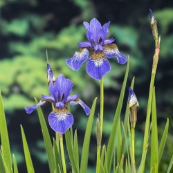 Iris sibirica - 6 plants...
