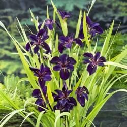 Iris 'Black Gamecock'