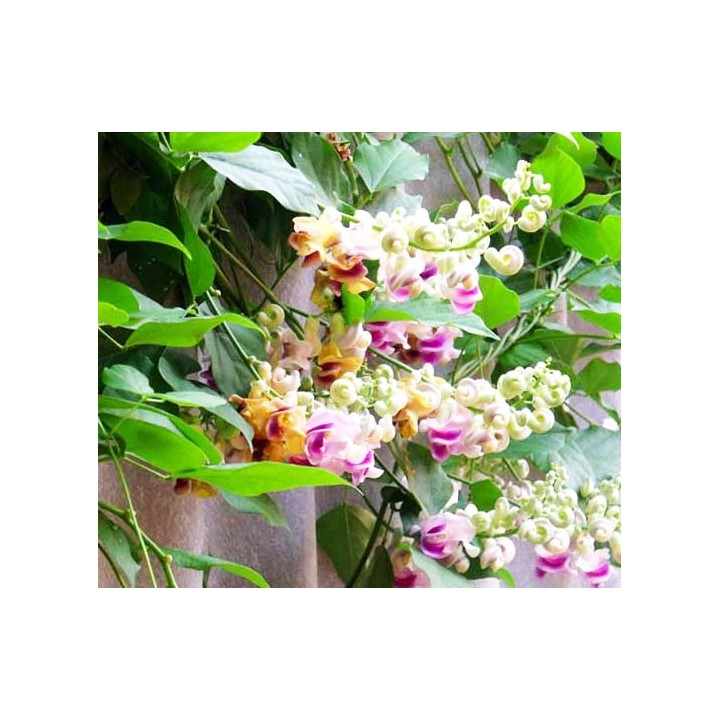 Caracol vine - 5 seeds
