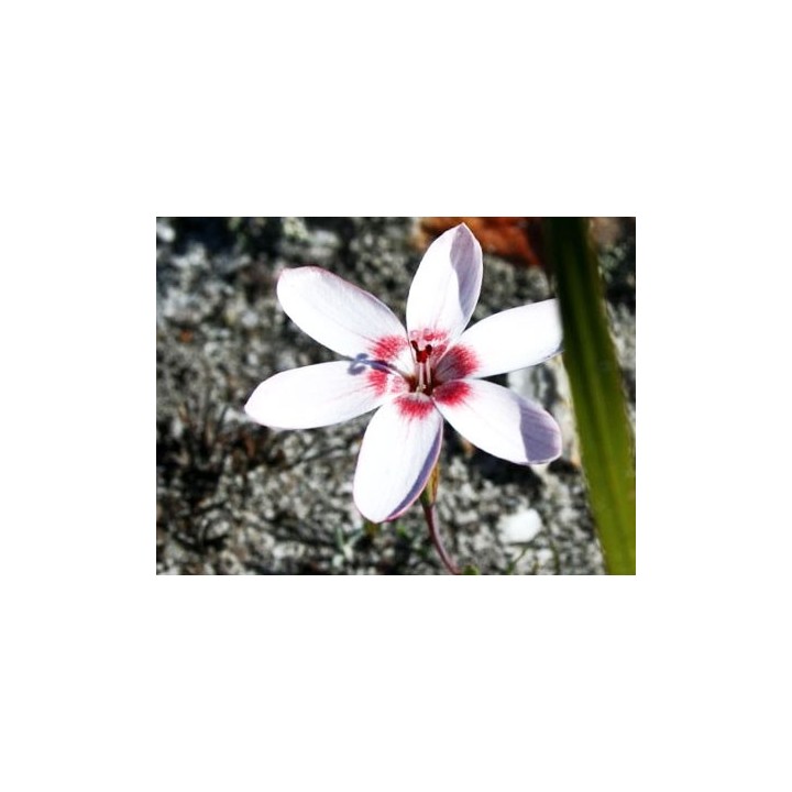 GEISSORHIZA OVATA - 15 seeds