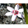 GEISSORHIZA OVATA - 15 seeds