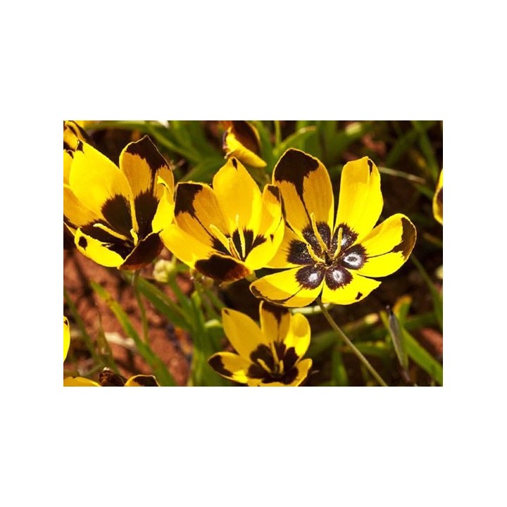 Hesperantha vaginata - Sobre 10 semillas