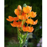 Ornithagalum Dubium - 10 seeds