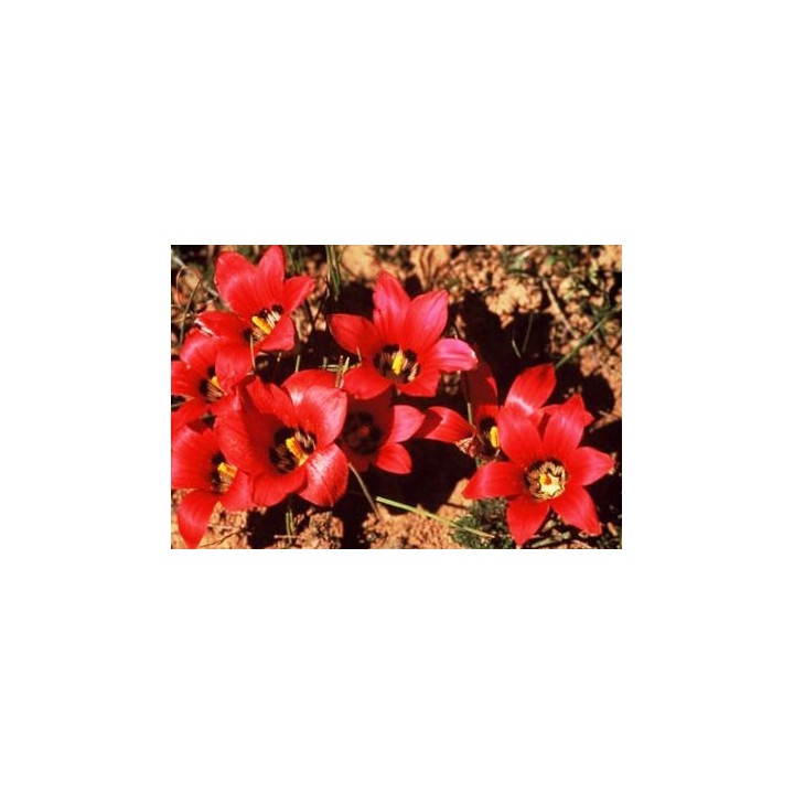 Romulea amoena - Sobre 10 semillas