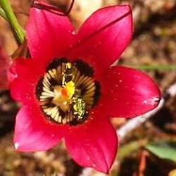 Romulea Amoena - 10 seeds