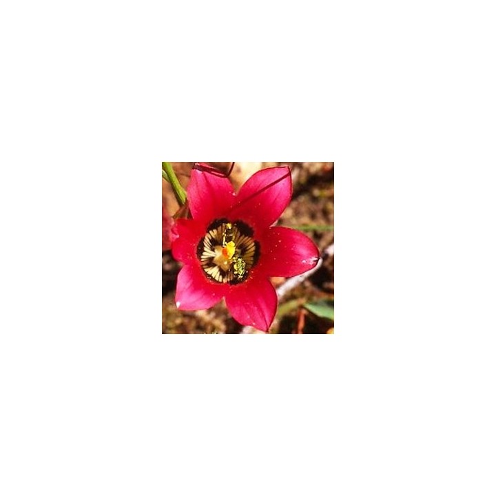 Romulea Amoena - 10 seeds