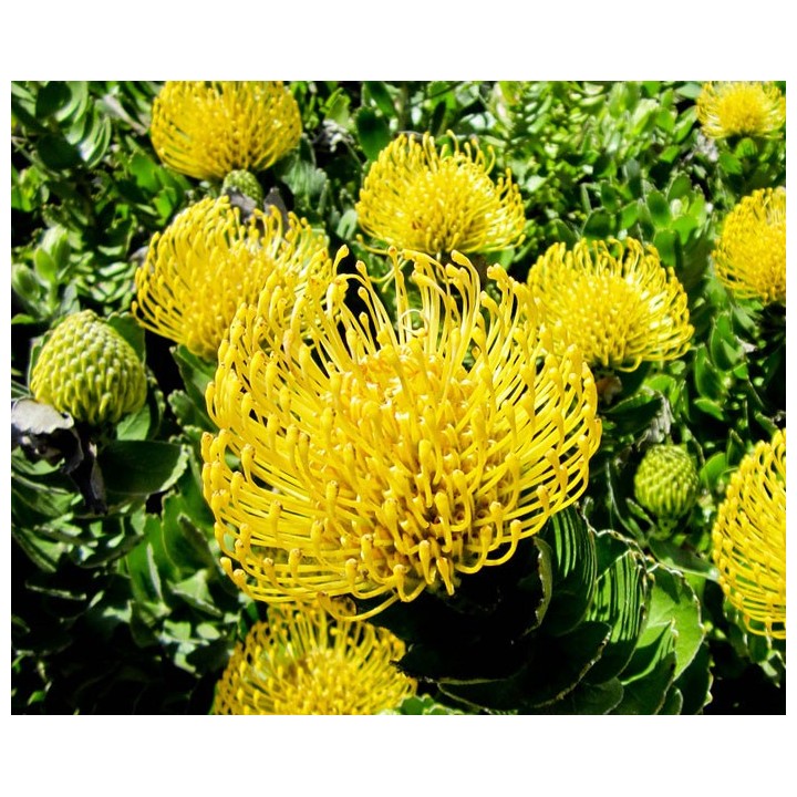 Leukospermum cordifolium 'yellow' - 5 seeds